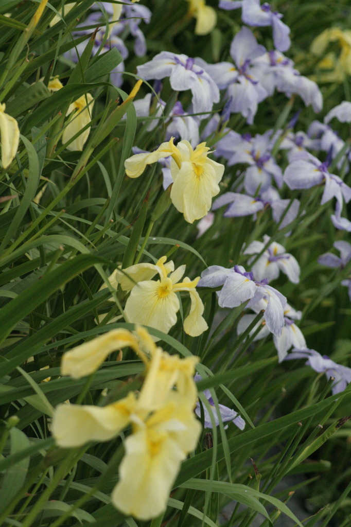 菖蒲の花