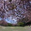 奈良公園