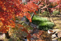 紅葉