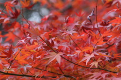 紅葉