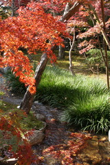 紅葉
