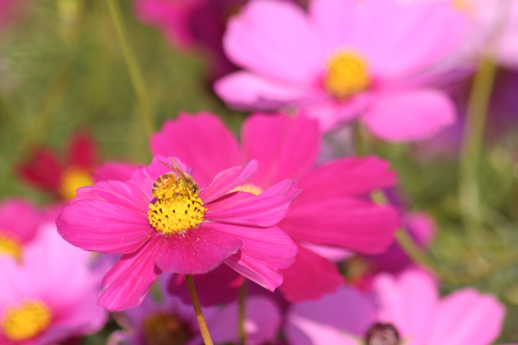 花＆蜂♪