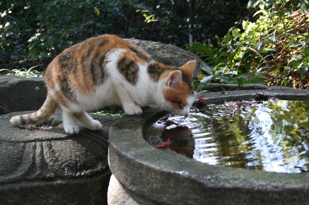 ねこ