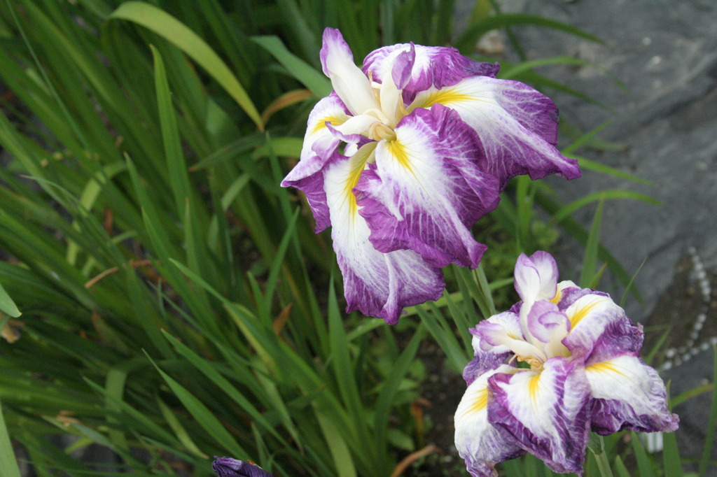 菖蒲の花