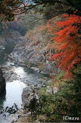 紅葉