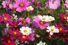 花＆蜂＆ｹﾑｼ♪