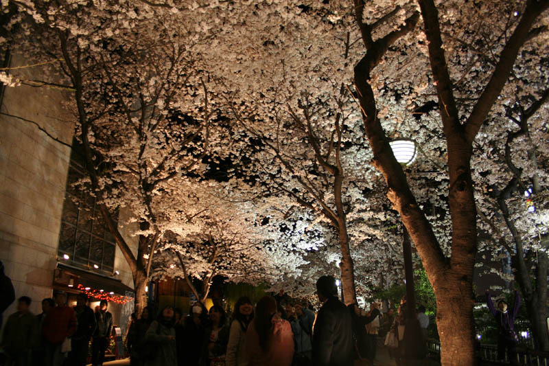 祇園白川花見小路４