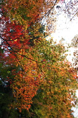 紅葉京都　永観堂での紅葉