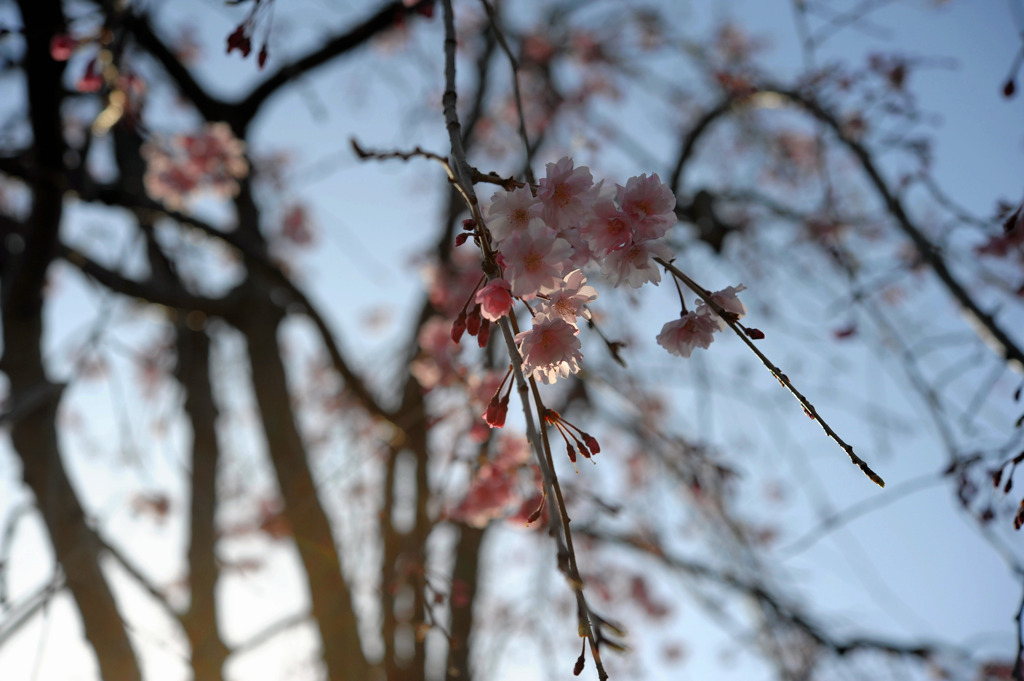 春の光