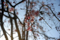 春の光
