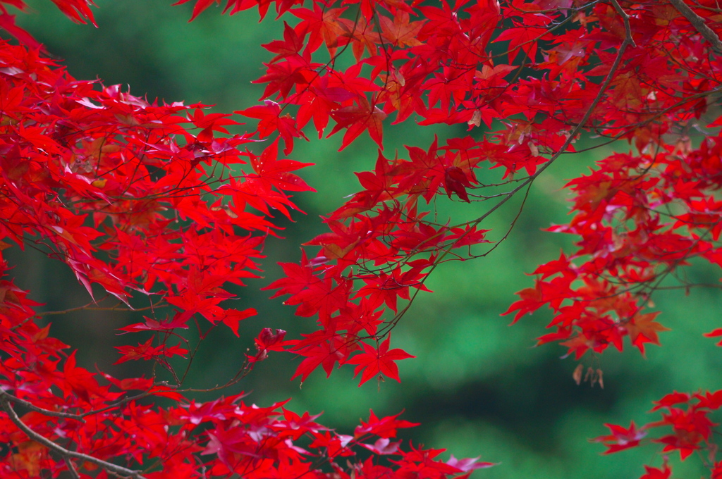紅葉_1