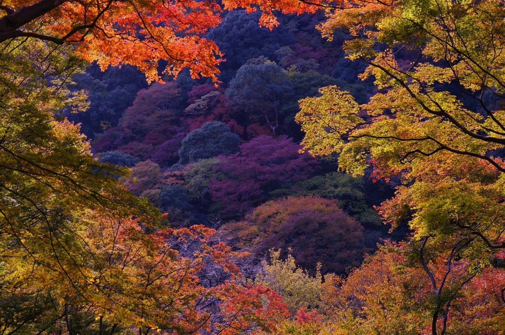 箕面紅葉