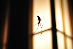 light and spider