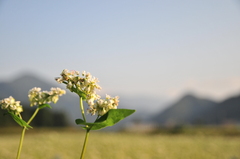 buckwheat