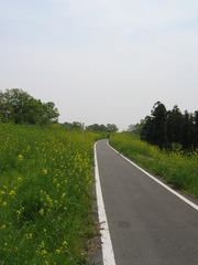 サイクリングコース