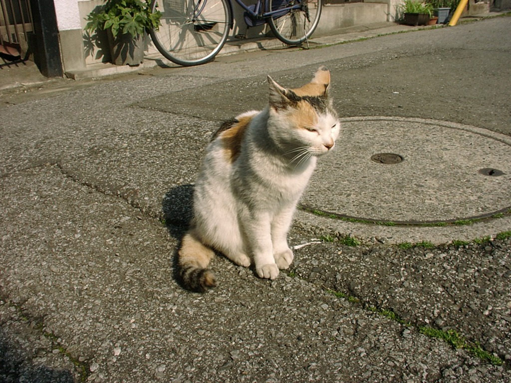 猫１