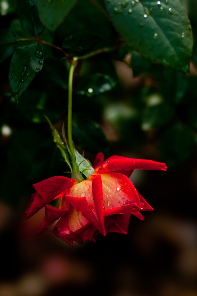 雨上がりの薔薇