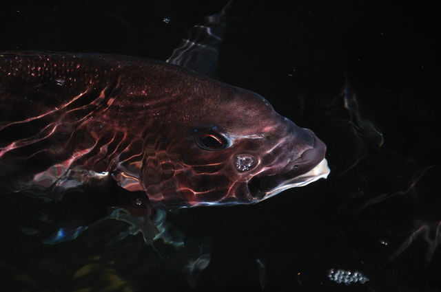 お魚さん
