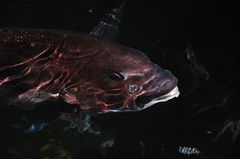 お魚さん