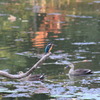 IMG_5955