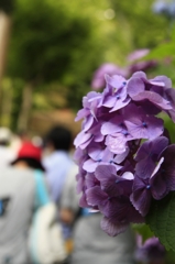 長谷寺の紫陽花