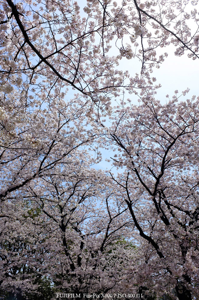 空いっぱいの桜