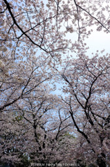 空いっぱいの桜