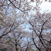 空いっぱいの桜