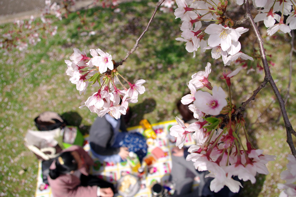 桜の下で