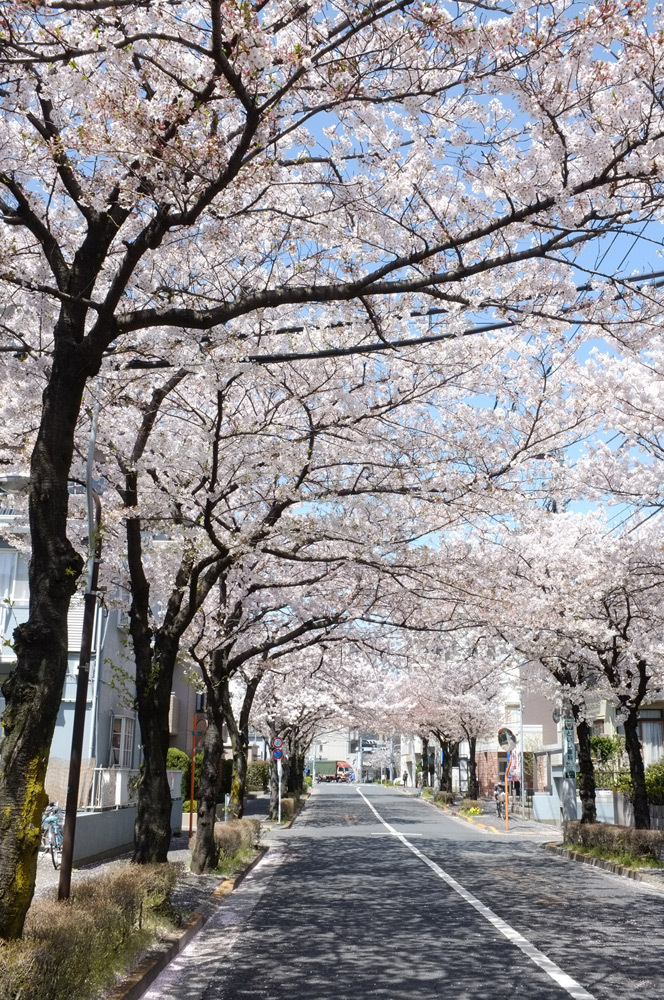 桜の下を潜りぬけて