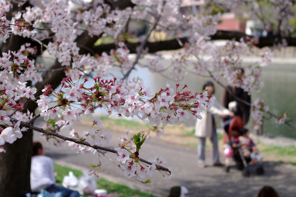 家族でお花見