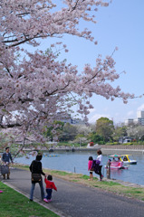 2010 桜　満開