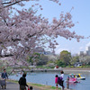 2010 桜　満開