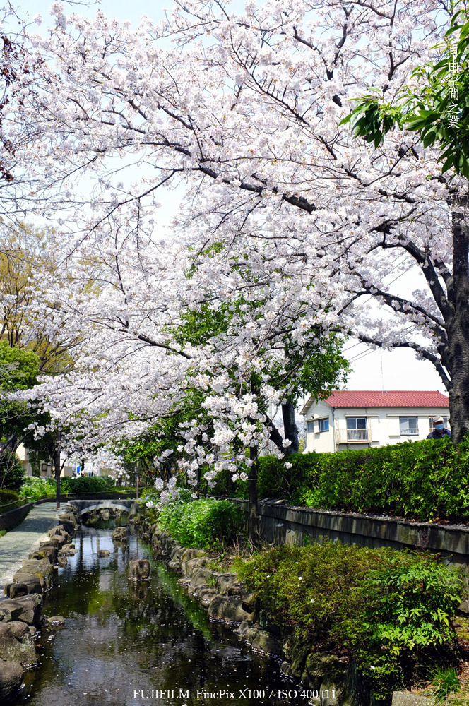 桜舞うころ