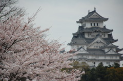 姫路城とsakura