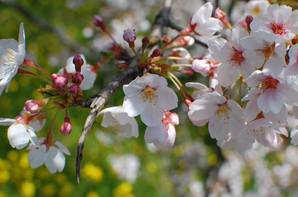 sakura-3