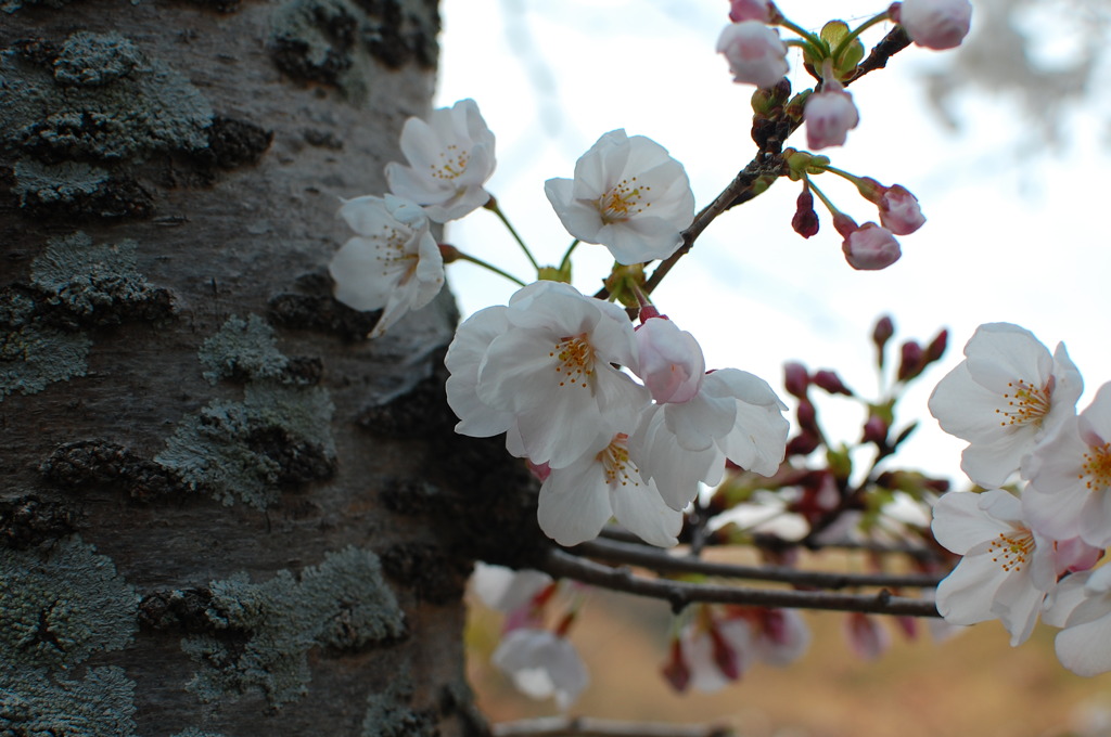 sakura-1