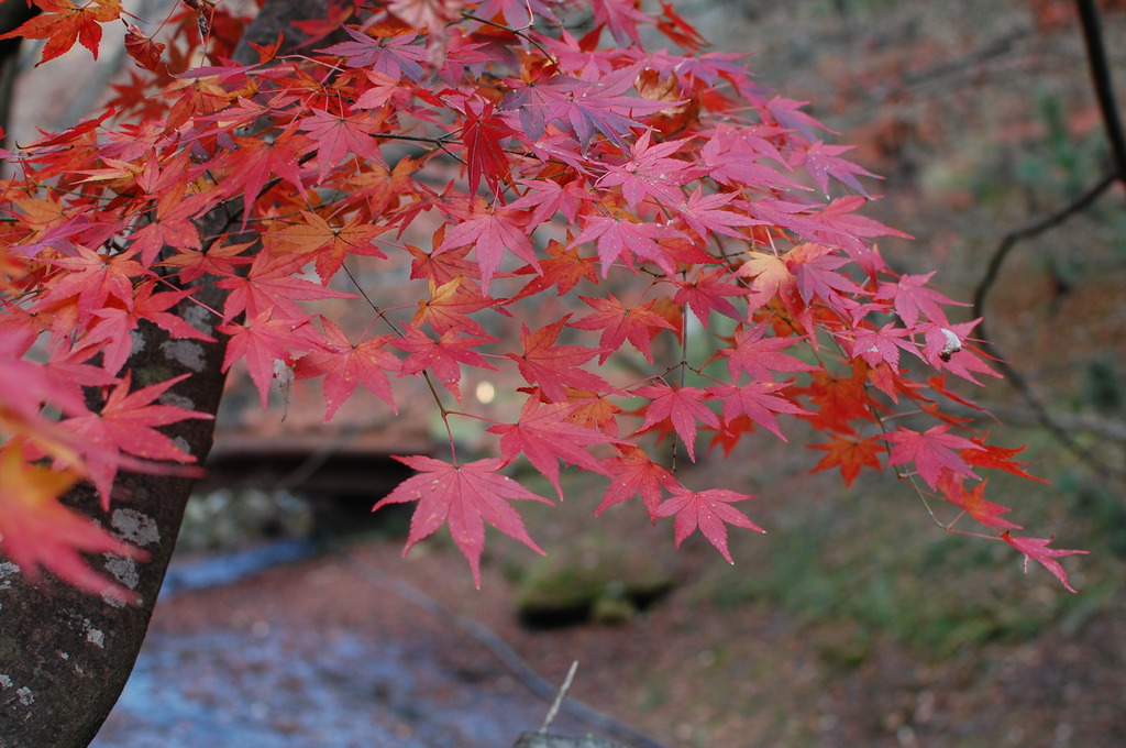 momiji 2