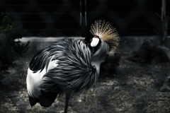 天王寺動物園からのお便り_158