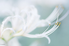 季節のお花達_176