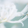 季節のお花達_176