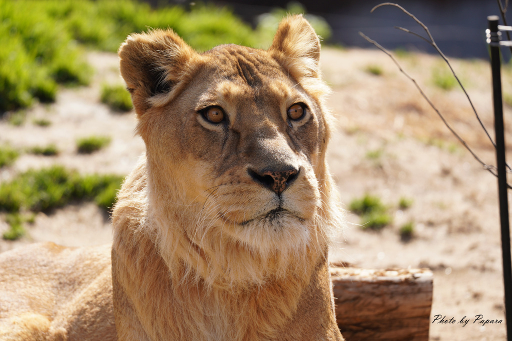 天王寺動物園からのお便り＿22