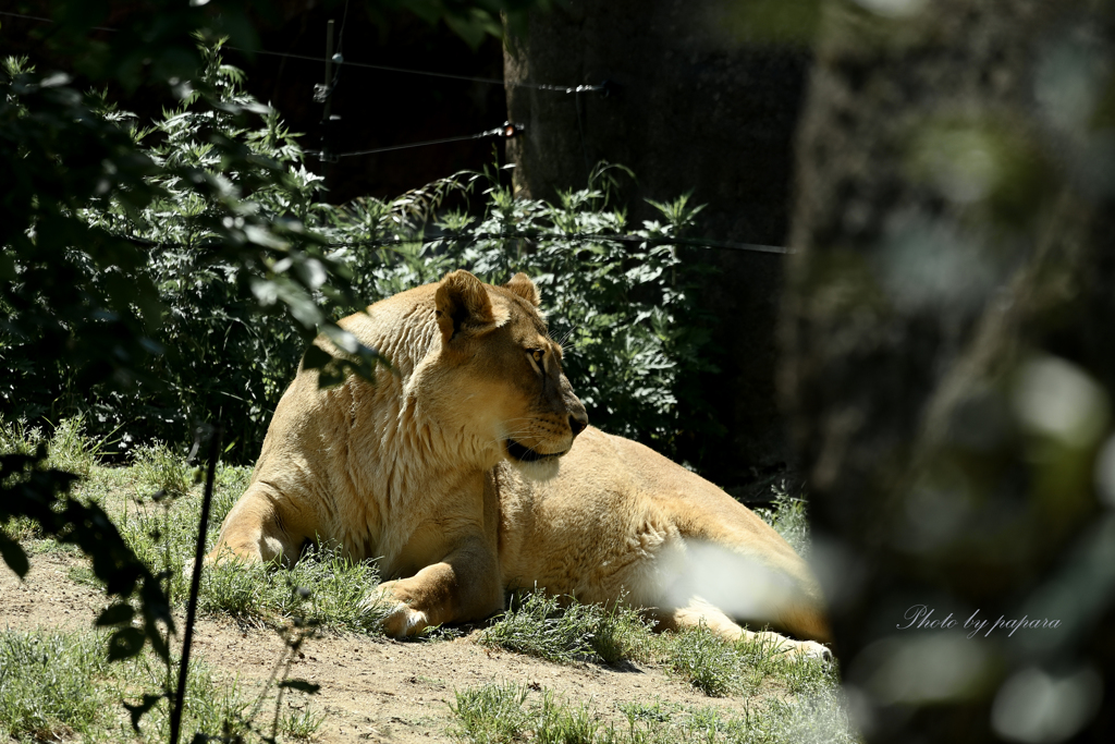 天王寺動物園からのお便り_97