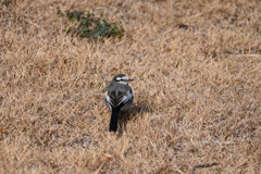 リンクウ公園の鳥たち_04