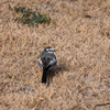 リンクウ公園の鳥たち_04