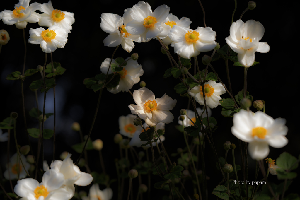 季節のお花達_97