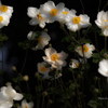 季節のお花達_97