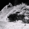 天王寺動物園からのお便り＿23