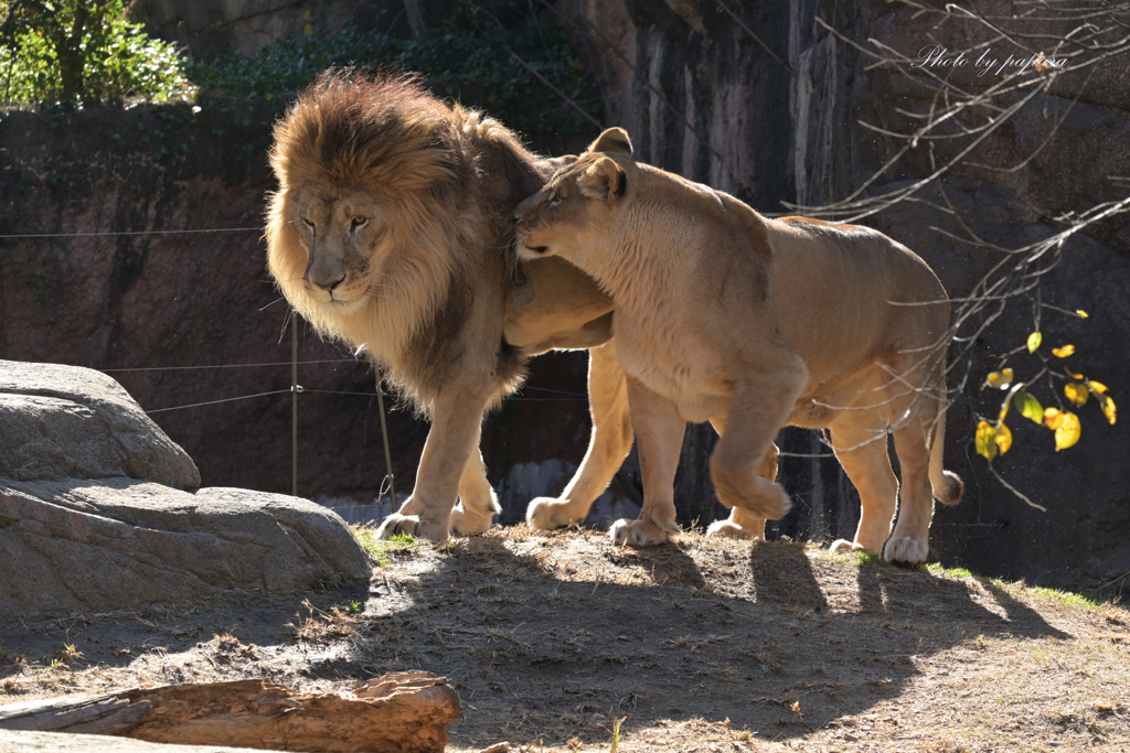 天王寺動物園からのお便り_78