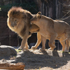 天王寺動物園からのお便り_78